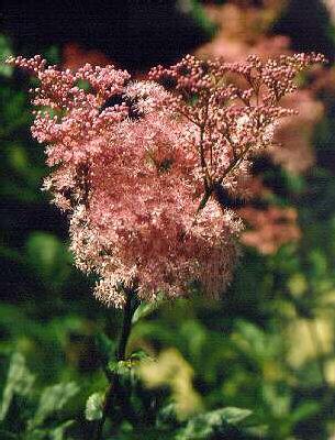 Filipendula rubra 