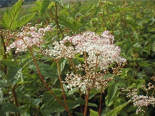 FilipendulaP.Elega