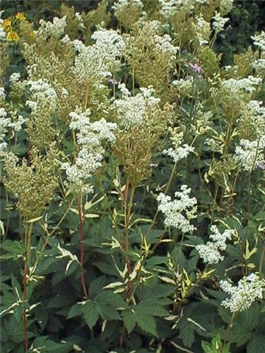 Filipendulaulm.Var