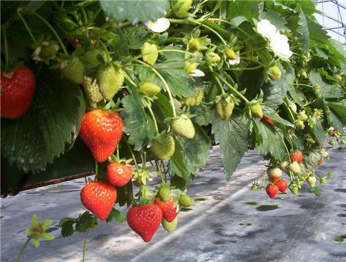 Fragaria Mara des Bois_2