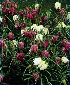 Fritillaria meleag