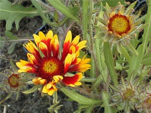 Gaillardia aristat