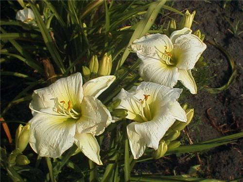 Gentle Shephard
