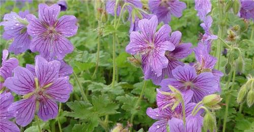 Geranium -Alan Mayes-