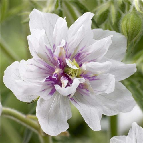 Geranium -Algera Double-