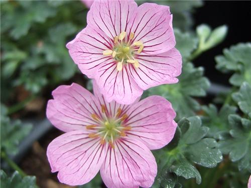 Geranium -Alice-