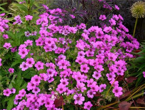 Geranium -Anne Thomson-