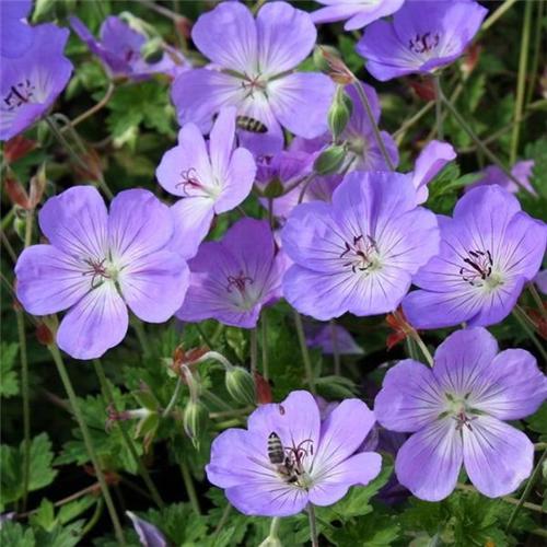 Geranium -Azure Rush-