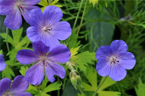Geranium -Blue Sunrise-
