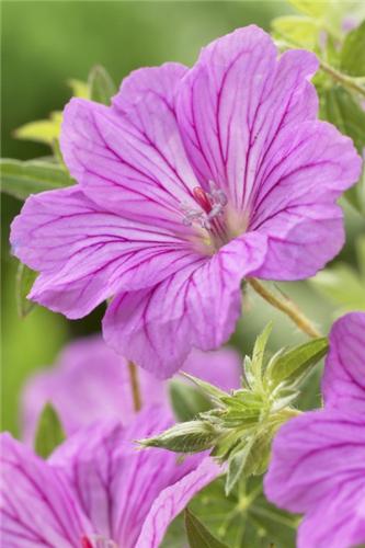 Geranium -Blushing Turtle-