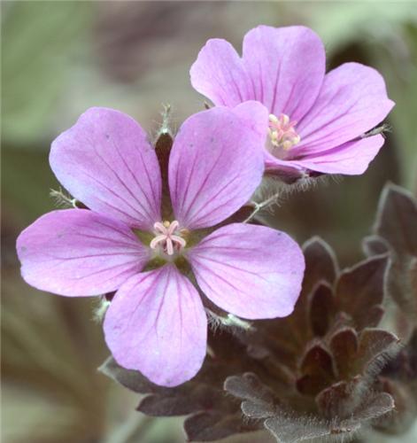 Geranium -Bobs Blunder-