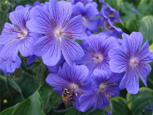 Geranium Blue Blood