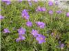 Geranium Brookside