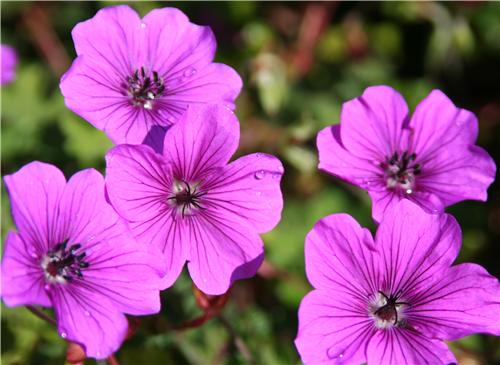 Geranium Hexham Velvet