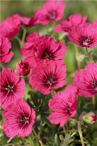 Geranium Jolly Jewel Raspberry