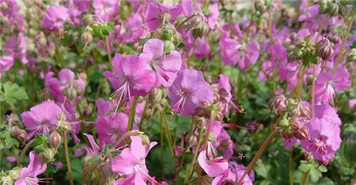 Geranium cantabrigiense -Berggarten-
