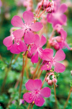 Geranium cantabrigiense -Crystal Rose-