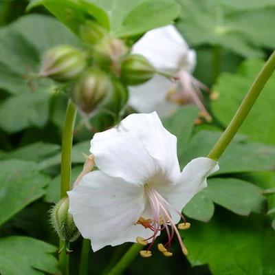 Geranium cantabrigiense -Harz-