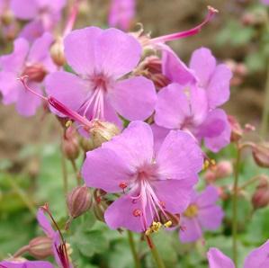 Geranium cantabrigiense -Rosalina-