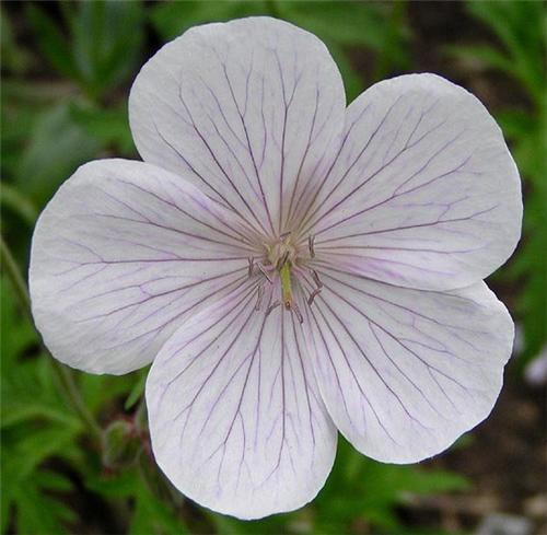 Geranium cantabrigiense -St Ola-