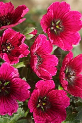 Geranium jolly jewel purple