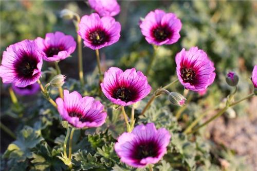 Geranium jolly jewel violoet