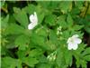 Geranium maculatum