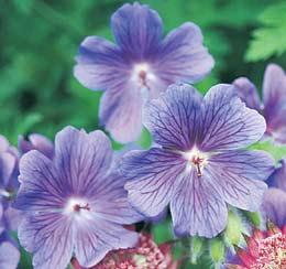 Geranium magnificu