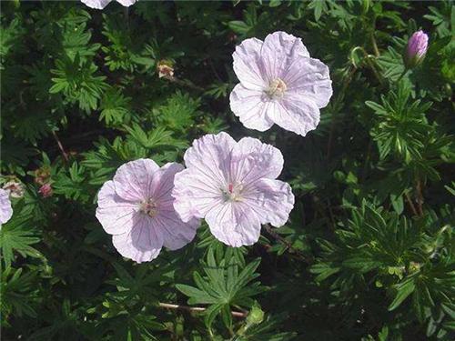 Geranium sanguineu