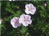 Geranium sanguineu