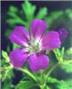 Geranium sylvaticu