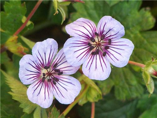 Geranium wall. Chr
