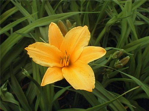 GertrudeCondon