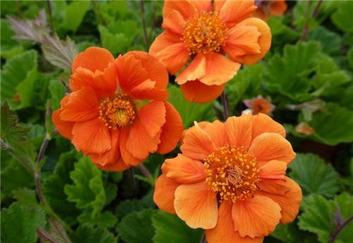 Geum -Cocktail Sea Breeze-