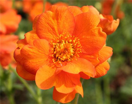 Geum Princess Juli