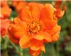 Geum Princess Juli