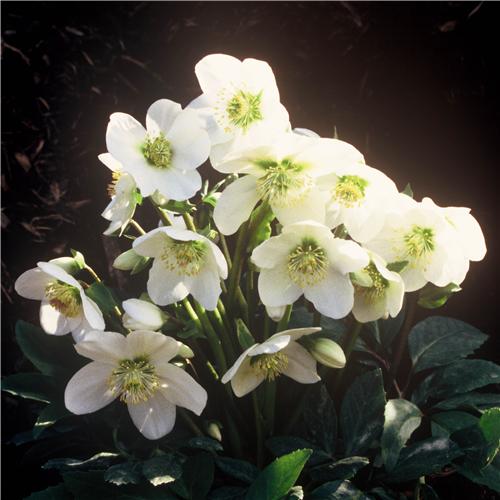 H.niger