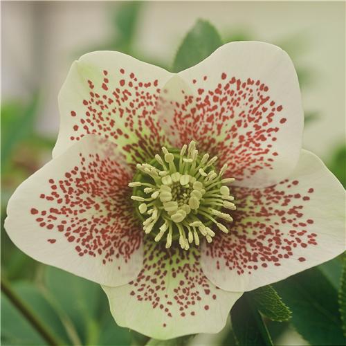 H.orientalis White