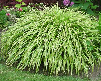 Hakonechloa macra Albostriata