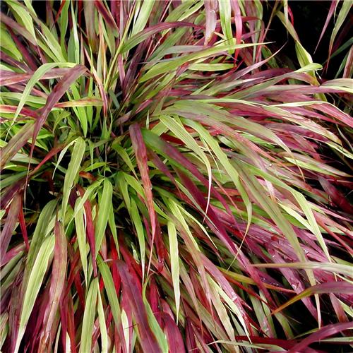 Hakonechloa macra Beni kaze
