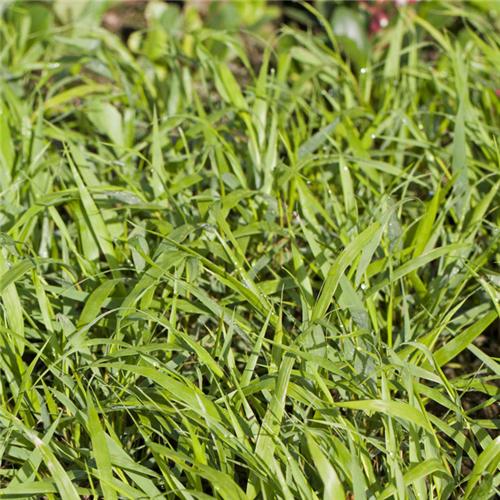 Hakonechloa macra Greenhills