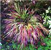 Hakonechloa macra Naomi 2