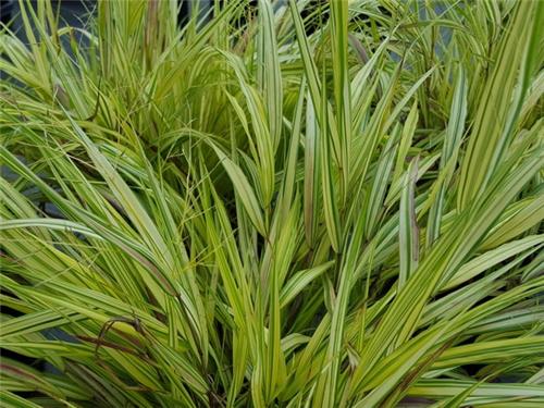 Hakonechloa macra Naomi