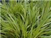 Hakonechloa macra Naomi