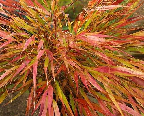 Hakonechloa macra Nicolas