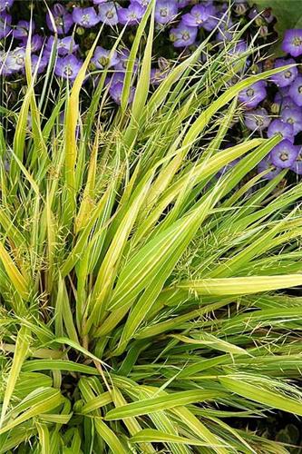 Hakonechloa macra Stripe it Rich