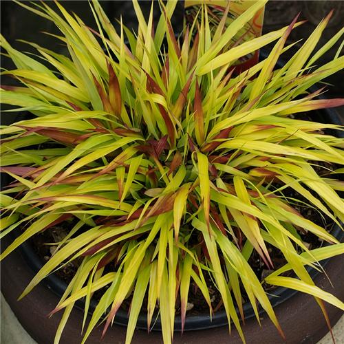 Hakonechloa macra Sunflare