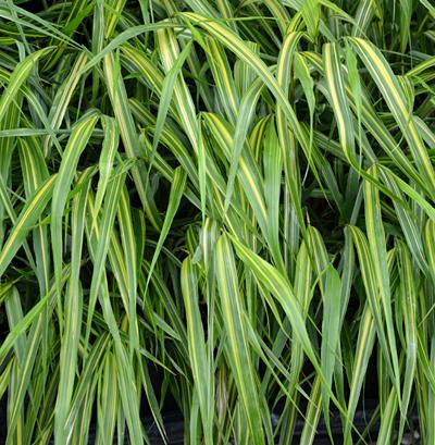 Hakonechloa macra Sunny Delight