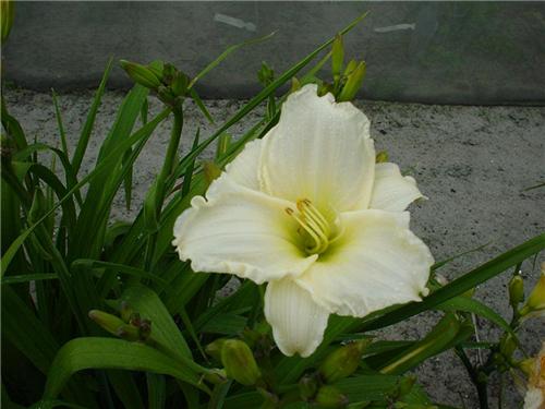 Heidi Edelweiss, 3