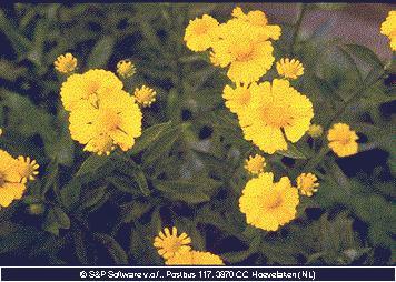 Helenium 'Butterpat'